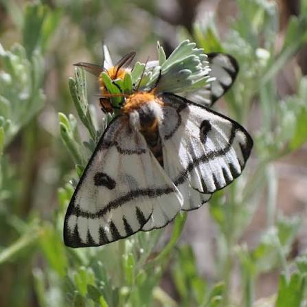 MOTH ANIMAL GUIDE SPAGYRIC