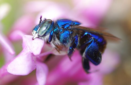 Honey Bee Animal Guide Spagyric