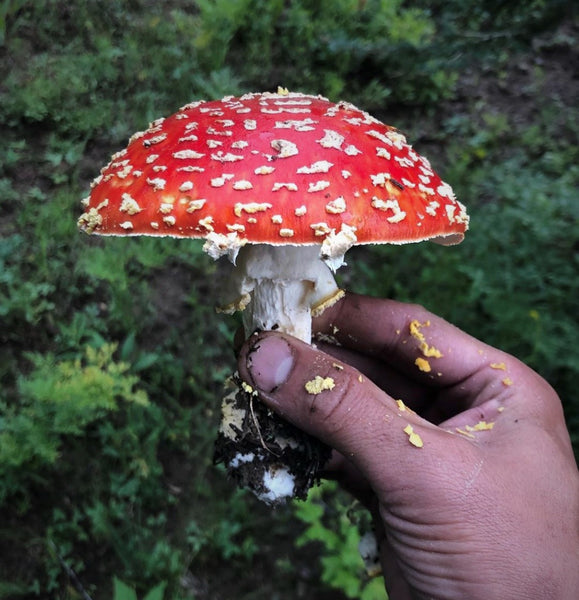 Amanita Muscaria Quintessence