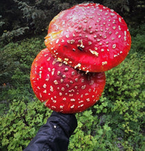 Load image into Gallery viewer, Amanita Muscaria Quintessence
