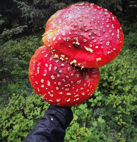 Amanita Muscaria Quintessence