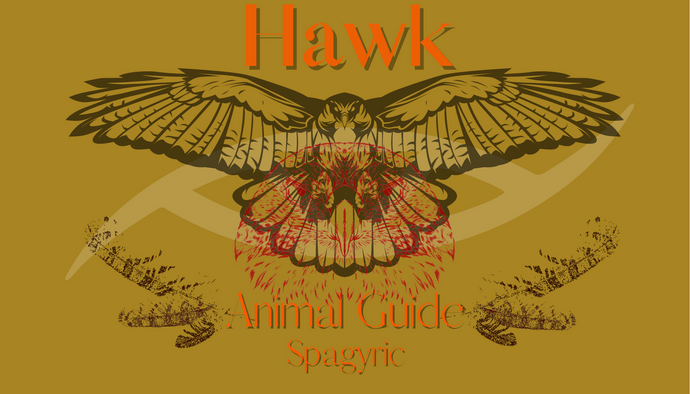 Hawk Animal Guide Spagyric