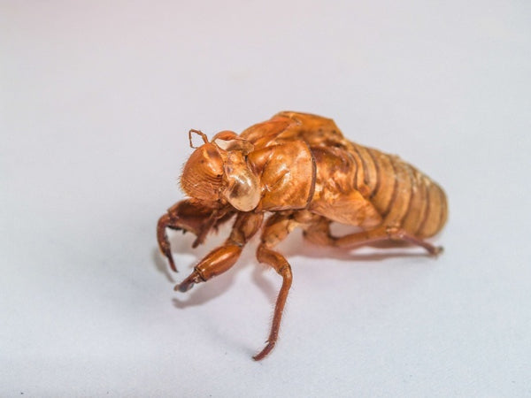 CICADA ANIMAL GUIDE SPAGYRIC