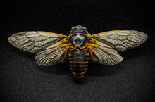 Load image into Gallery viewer, CICADA ANIMAL GUIDE SPAGYRIC
