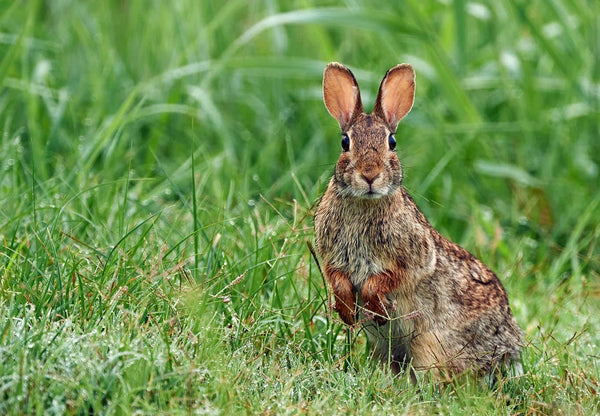 Rabbit Animal Guide Spagyric