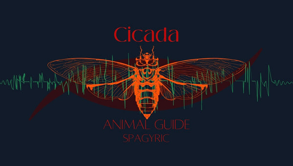 CICADA ANIMAL GUIDE SPAGYRIC