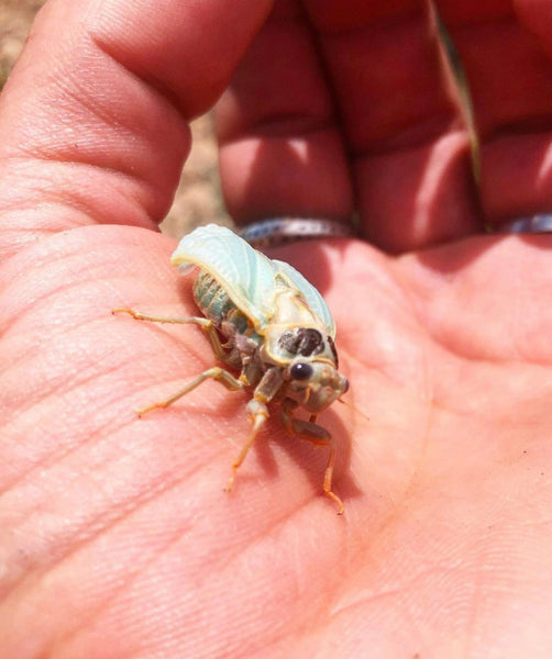 CICADA ANIMAL GUIDE SPAGYRIC