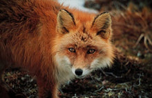 Load image into Gallery viewer, Red Fox Animal Guide Spagyric
