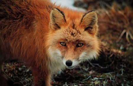 Red Fox Animal Guide Spagyric