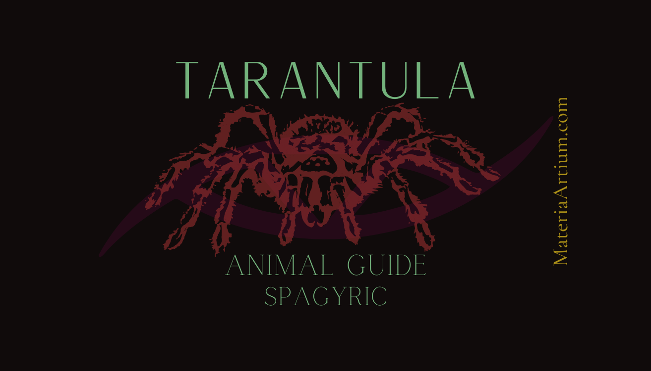 Tarantula Animal Guide Spagyric