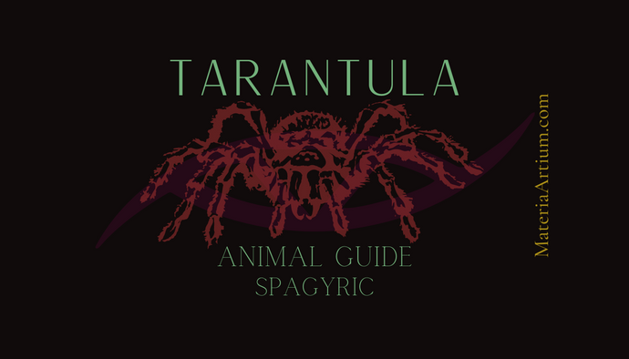 Tarantula Animal Guide Spagyric